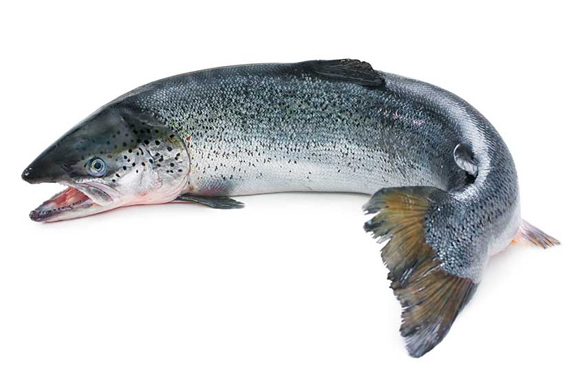 El ADN de salmón se utiliza como ingrediente activo en la preparación de VitalDermax.