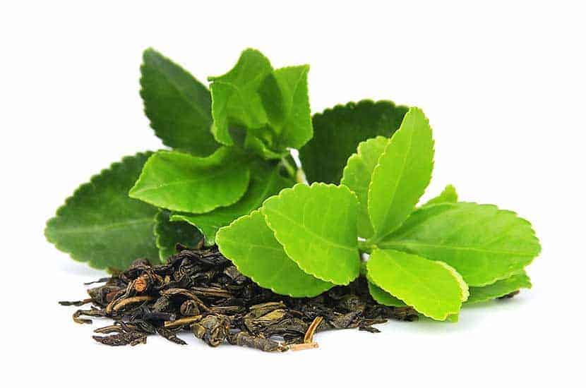 Las hojas de té verde sin fermentar son ricas en antioxidantes