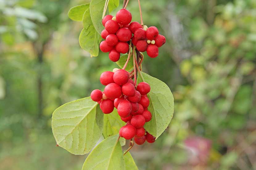 Schisandra chinensis también se conoce como la baya de cinco sabores
