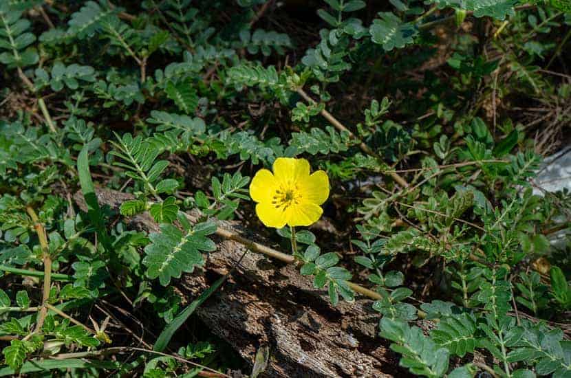 También conocida como bardana, esta planta rastrera puede ayudar a aumentar la libido